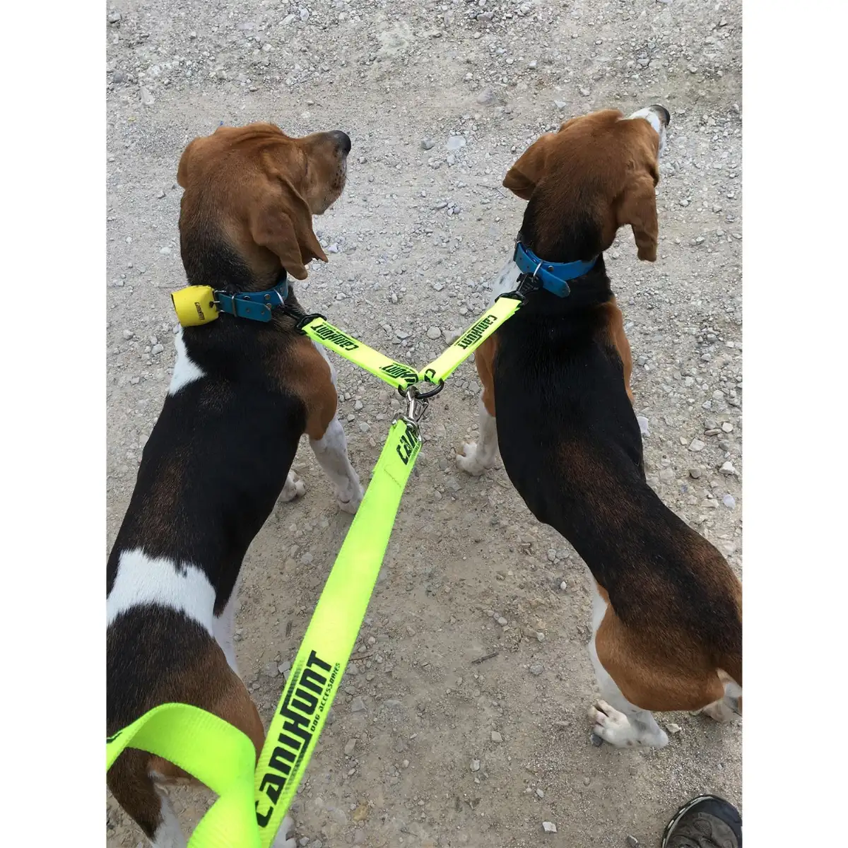 Laisse pour chien coupleur plate HUNTER 150 cm