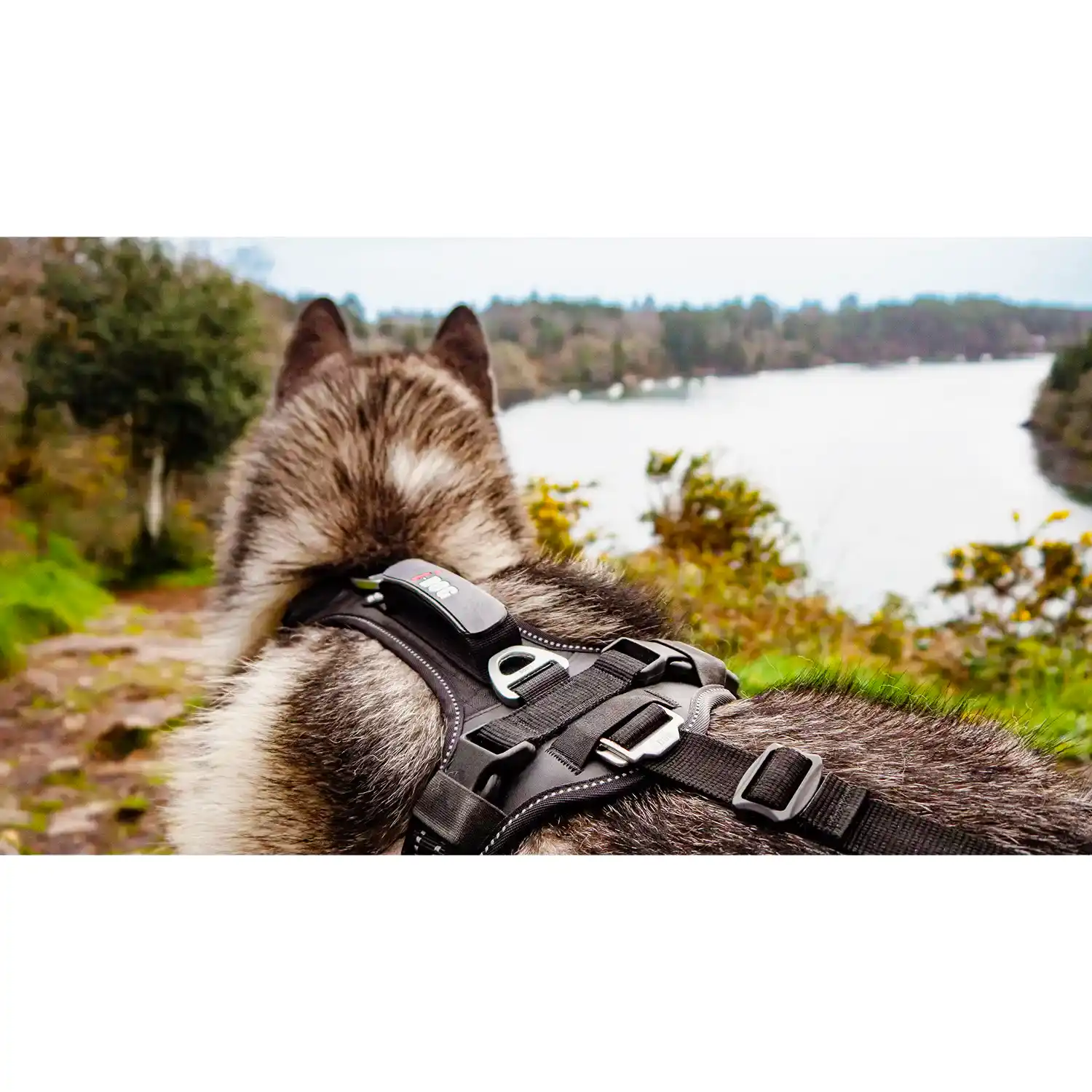 Harnais chien RAIDLIGHT sports, et loisirs outdoor avec son chien, noir